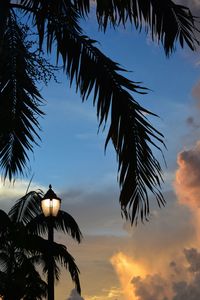 Low angle view of palm trees against sky during sunset