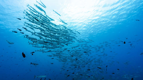 Low angle view of fishes swimming in sea