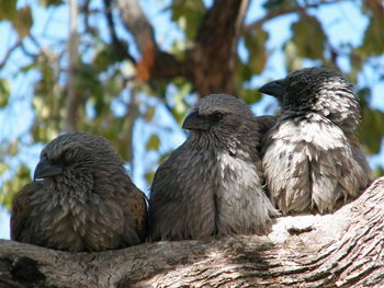 Low angle view of birds perching on tree