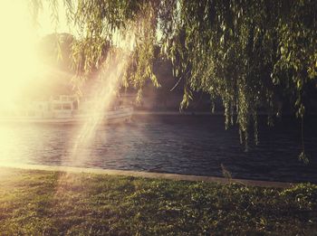 Sun shining through trees