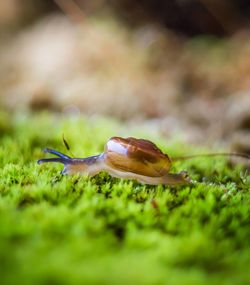 Close-up of snail on grass