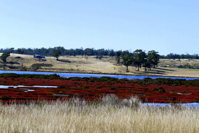 Scenic view of agricultural field against clear blue sky