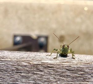 Close-up of grasshopper on wooden table