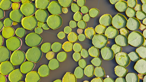 Full frame shot of leaves in lake