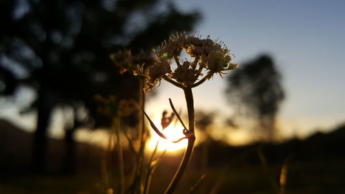 Close-up of plant against sunset