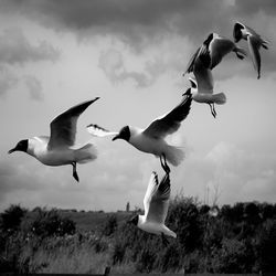 Black-headed gulls flying over grassy field