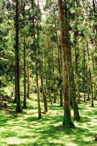 Trees growing on field