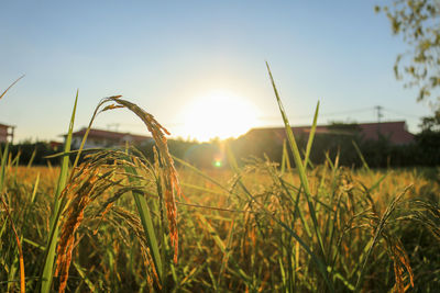 Close-up of stalks in field against sunset
