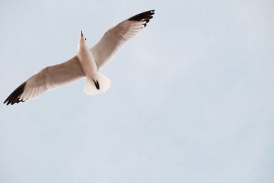 Low angle view of seagull flying