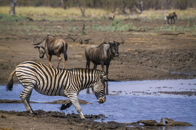 Zebra and wildebeests at national park