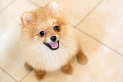 High angle portrait of a dog