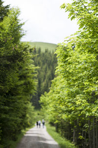 People walking amidst trees on road at forest