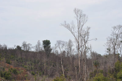 Bare trees on landscape