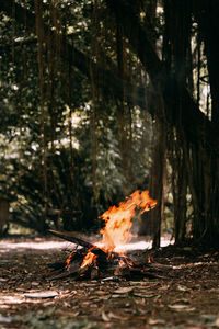 View of fire in the forest