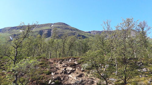 Scenic view of forest against clear sky