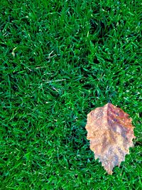 High angle view of grass on field