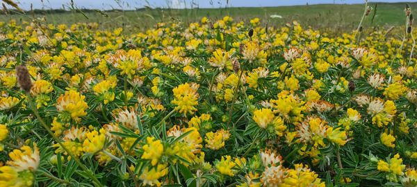 Yellow flowering plants on field