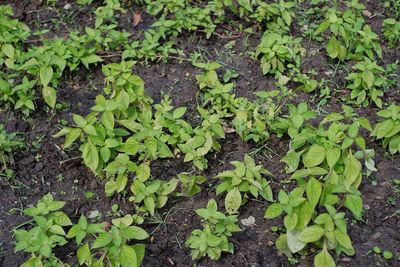 High angle view of plants growing on field