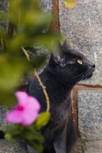 Close-up of a cat