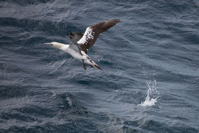 Seagull flying over sea