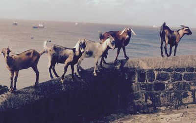 Horses on beach against sky