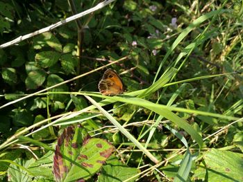 Close-up of insect perching on plant