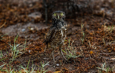 Portrait of owl on land