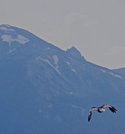 Birds flying over mountain against sky