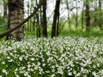 Scenic view of flowering plants and trees in forest