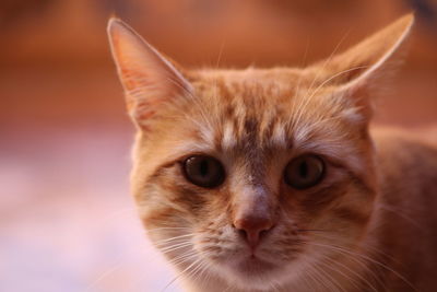 Close-up portrait of cat