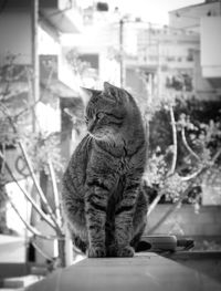 Cat sitting on table