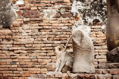 Monkey sitting on stone wall