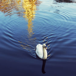 High angle view of duck swimming in lake