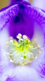 Close-up of purple flower blooming outdoors