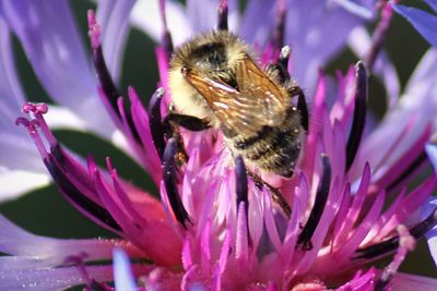 Close-up of honey bee on pink flower