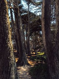 Trees in forest