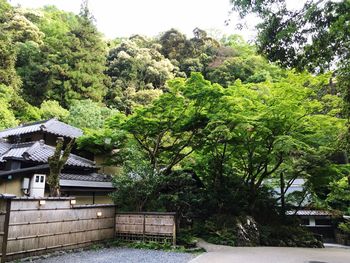 View of lush foliage