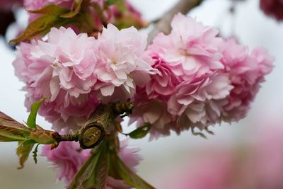 Close-up of pink flower