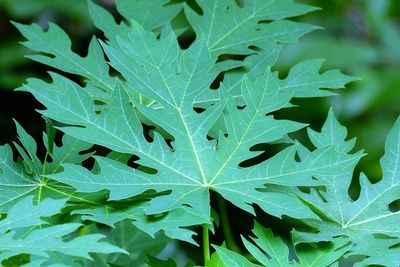 Close-up of green plant