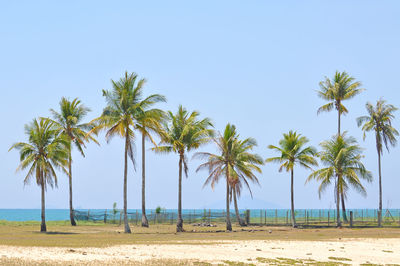 Palm trees on beach against clear sky