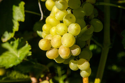 Close-up of grapes growing on tree