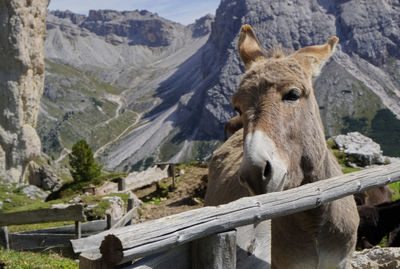Sheep standing in a mountain