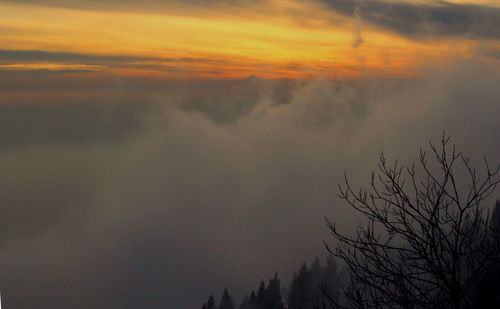 Silhouette trees against sky during sunset