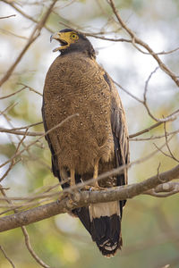 Low angle view of eagle perching on branch