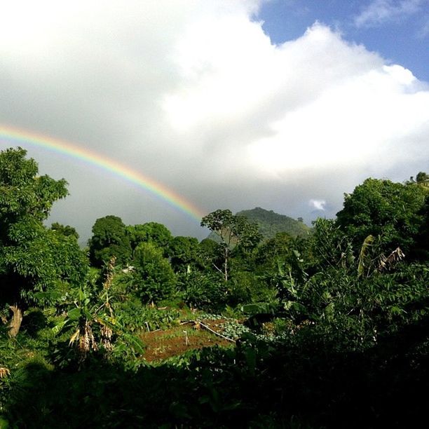 tree, rainbow, sky, cloud - sky, beauty in nature, scenics, tranquil scene, tranquility, nature, cloudy, green color, idyllic, growth, multi colored, cloud, weather, landscape, outdoors, no people, lush foliage