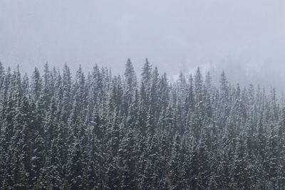 Pine trees in forest during winter