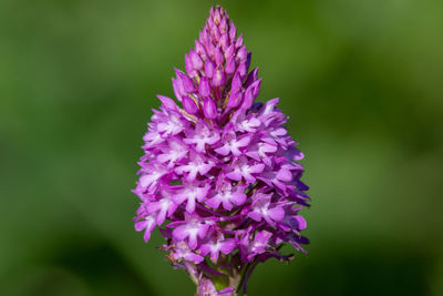 Close up of a pyramid orchid in bloom