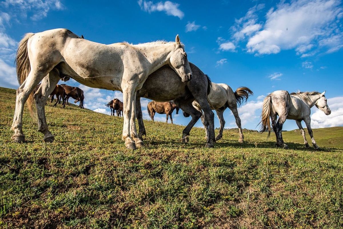 VIEW OF HORSE ON FIELD