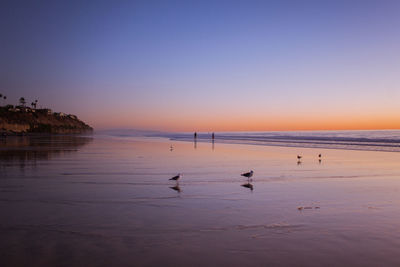 Birds walking in a water reflection of the sky on the beach during sunset