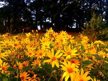 Close-up of yellow flowering plants in park